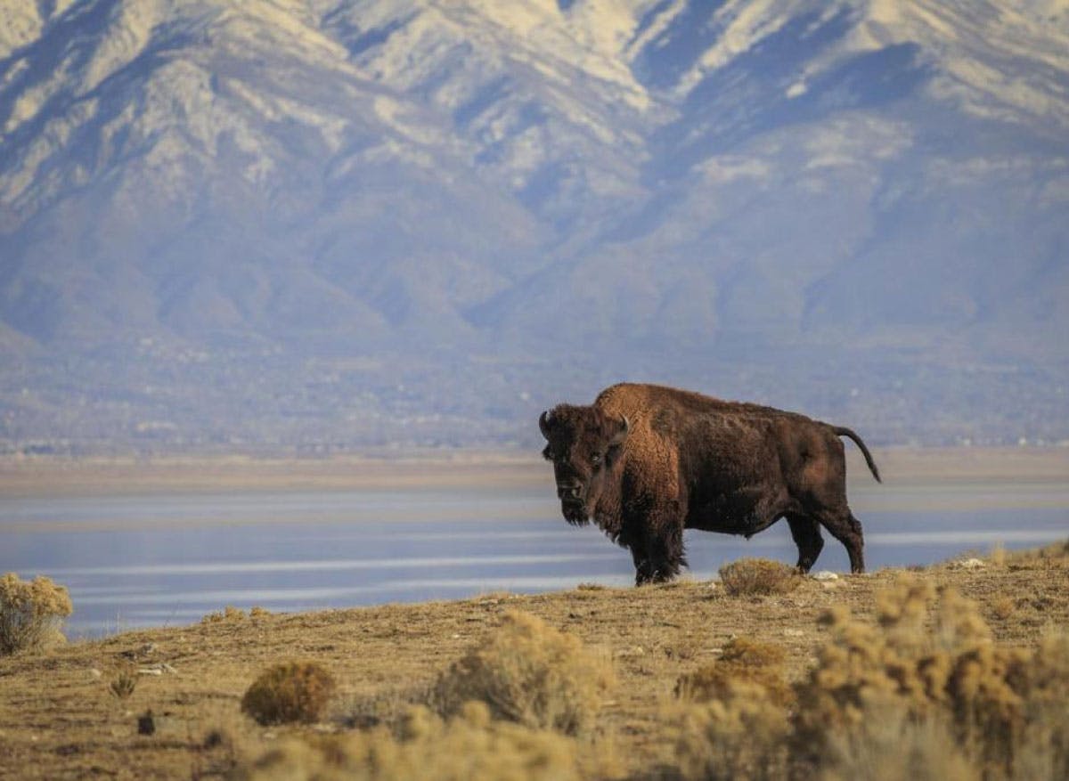 bufalo-americano-en-montañas